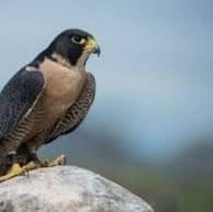 Meet your Posher, Alcon